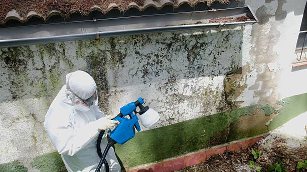 Trusted Black Mold Removal service in Hauppauge, NY - Cheap Mold Removal